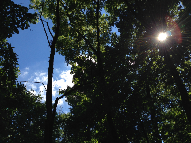 Helliges Sonnenlicht, das durch einen dichten Wald hoher Bäume scheint und den Himmel erhellt.