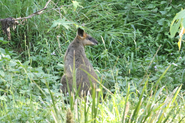 Ein Wallaby mit braun-schwarzem Fell steht aufmerksam im Gras bei Pflanzen, seine Ohren sind gespitzt.