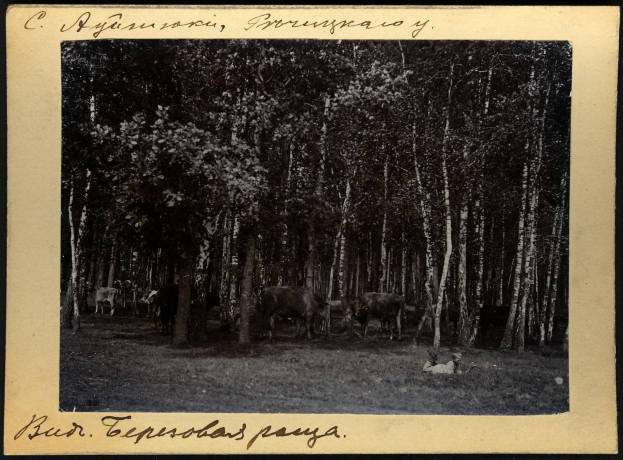 Schwarz-weiß-Foto einer Herde von Kühen, die auf einer bewaldeten Fläche grasen, mit Text unten.