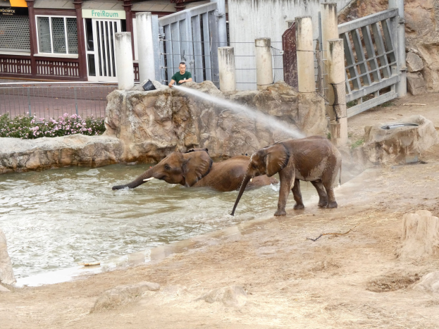 Zwei Elefanten im Wasser eines Zoos spielend, während eine Person sie besprüht, umgeben von Felsen, blühenden Pflanzen, einem Zaun, einem Gebäude mit Fenstern, einem Schild und einem Dach mit Deckenleuchten.
