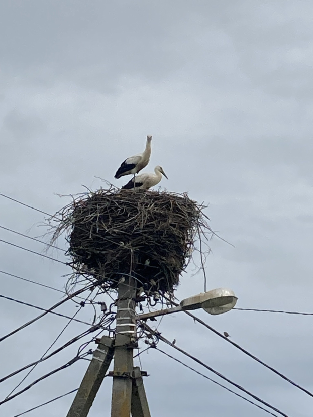 Zwei Weißstörche auf einem Nest auf einem Strommasten sitzend, mit einer Straßenlaterne, die sie beleuchtet und Drähte, die entlang des Mastes verlaufen.