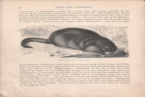 Offenes Buch mit dem Titel 'Furs and Furries', das eine detaillierte, realistische Zeichnung eines amerikanischen Bisamratten mit sichtbarem Fell und Merkmalen enthält, begleitet von beschreibendem Text.