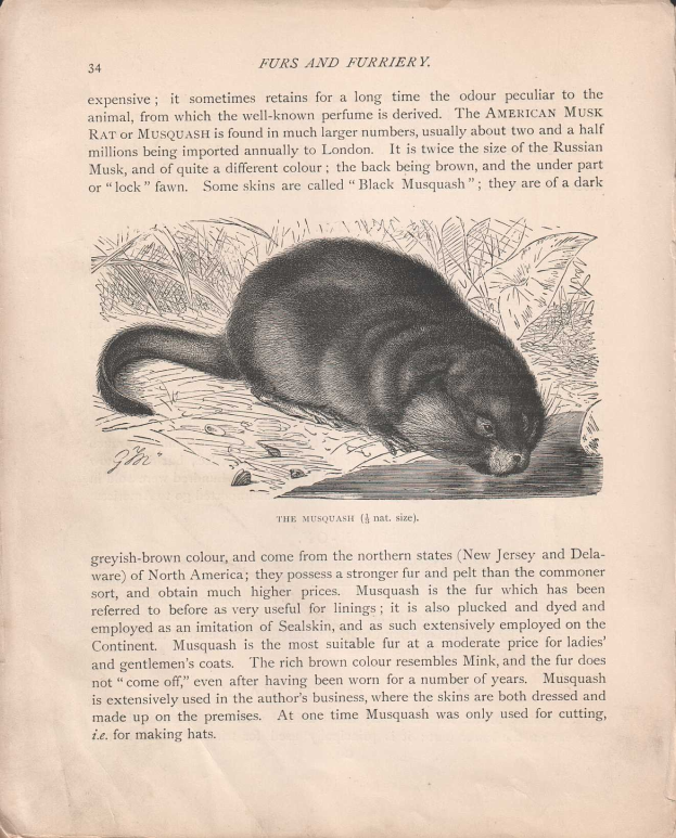 Offenes Buch mit dem Titel 'Furs and Furries', das eine detaillierte, realistische Zeichnung eines amerikanischen Bisamratten mit sichtbarem Fell und Merkmalen enthält, begleitet von beschreibendem Text.