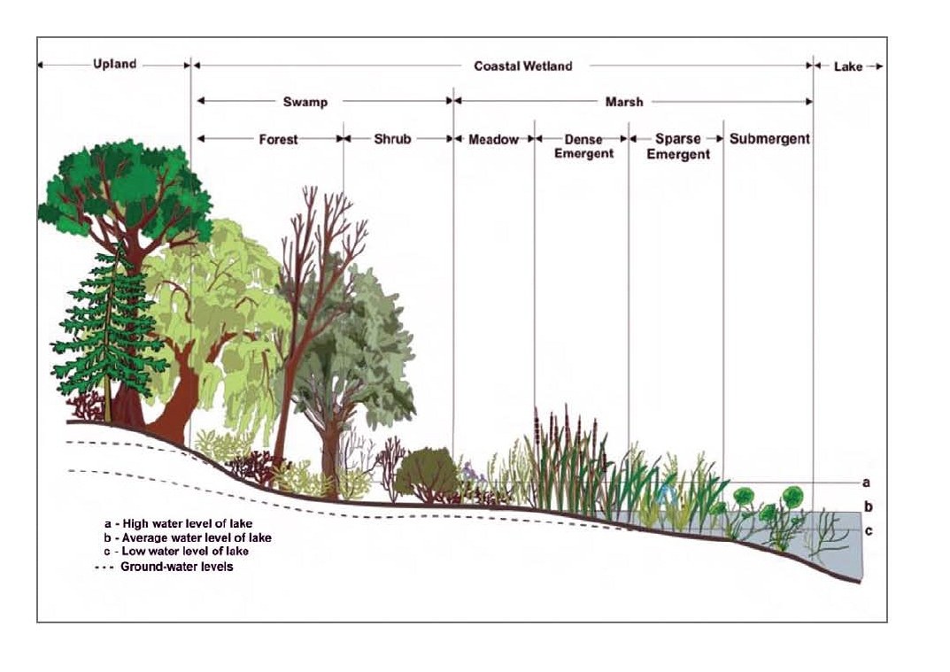 Diagramm eines Waldes mit verschiedenen Wasserständen in Bäumen und Pflanzen mit erklärendem Text.