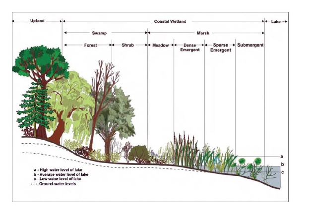 Diagramm eines Waldes mit verschiedenen Wasserständen in Bäumen und Pflanzen mit erklärendem Text.
