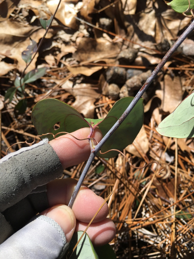 Eine Person in Handschuhen hält eine Rizinuspflanze, deren dunkle grüne Blätter und gelb-braune Rinde sichtbar sind, mit welken Blättern auf dem Boden.