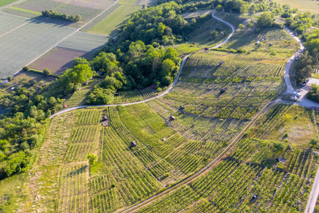 Luftaufnahme eines Weinbergs umgeben von Bäumen, Pflanzen, Gras, Straßen und Häusern in einem Feld.