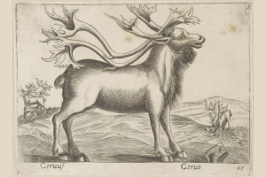 Eine Zeichnung eines Rentiers mit Geweih, umgeben von anderen Tieren, mit Text unten.