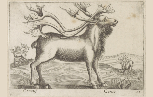 Eine Zeichnung eines Rentiers mit Geweih, umgeben von anderen Tieren, mit Text unten.