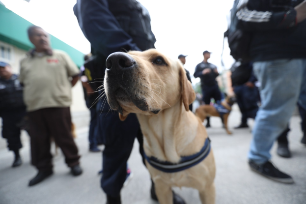 Polizeihund vor einer Menschenmenge stehend, mit einem Gebäude und einem klaren blauen Himmel im Hintergrund.