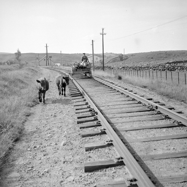 Schwarzes und weißes Foto von zwei Kühen, die auf den Eisenbahnschienen laufen, mit einer Person auf einem Fahrzeug im Vordergrund, Gras und einem Zaun auf beiden Seiten der Schienen und Häusern, Bäumen und Masten im Hintergrund.
