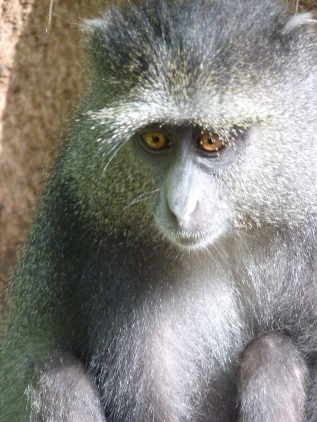 Ein Graufür-Vert-Monkey mit einem weißen Gesicht sitzt wachsam auf einem Felsen, die Hände gefaltet, schaut in die Ferne mit einer Wand im Hintergrund.
