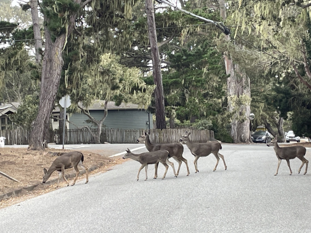 Eine Herde Rehe überquert die Straße vor einem Haus, mit einem geparkten Auto auf der rechten Seite und Häusern, Bäumen, einem Zaun und einem klaren blauen Himmel im Hintergrund.